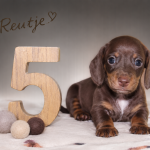 Reutje 5
